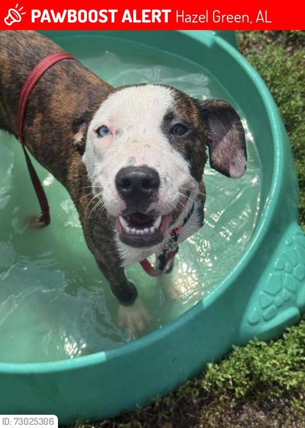 Lost Female Dog last seen Lincoln rd Hazle green al, Hazel Green, AL 35750