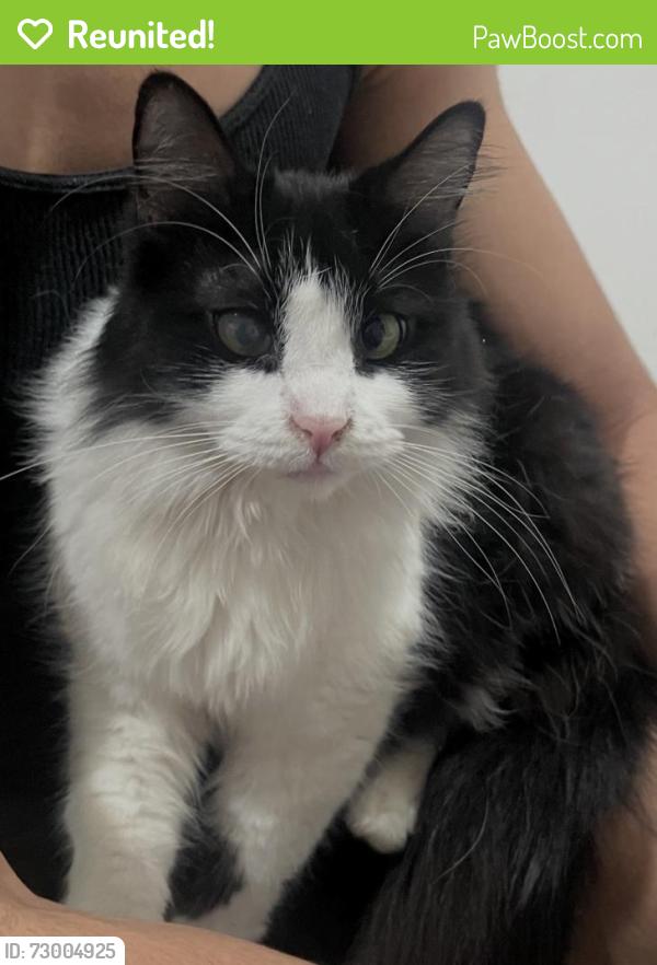 Reunited Female Cat last seen Near E Balch Ave, Fresno, CA 93702, USA, Fresno, CA 93702