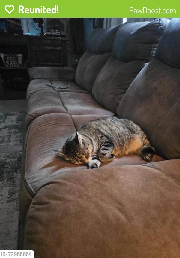 Reunited Female Cat last seen Jonas dr callahan fl, Nassau Village-Ratliff, FL 32011