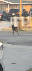 Found/Stray Unknown Dog last seen Palmetto avenue , Fontana, CA 92336