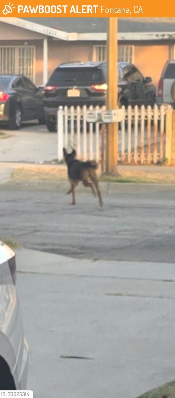 Found/Stray Unknown Dog last seen Palmetto avenue , Fontana, CA 92336