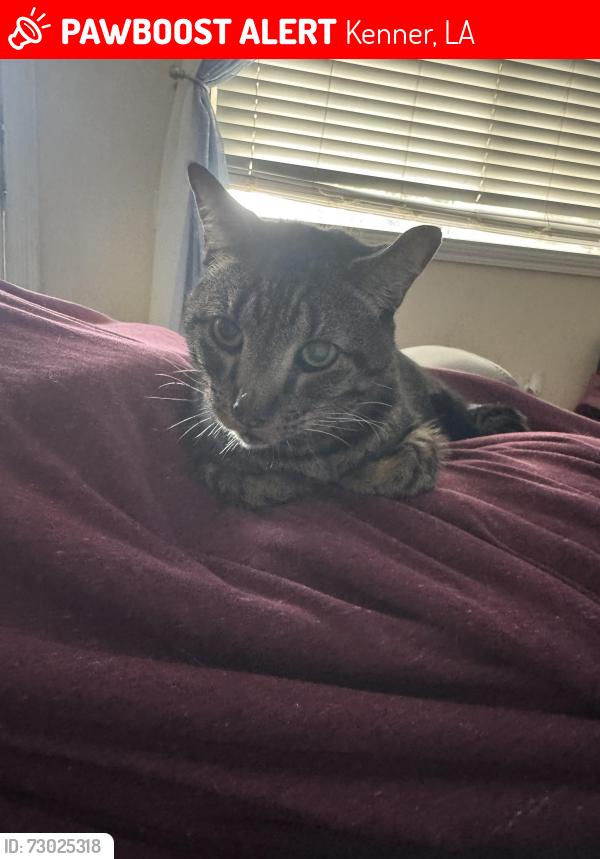 Lost Male Cat last seen Ole Miss and east standford place, Kenner, LA 70065