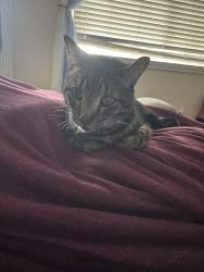 Lost Male Cat last seen Ole Miss and east standford place, Kenner, LA 70065