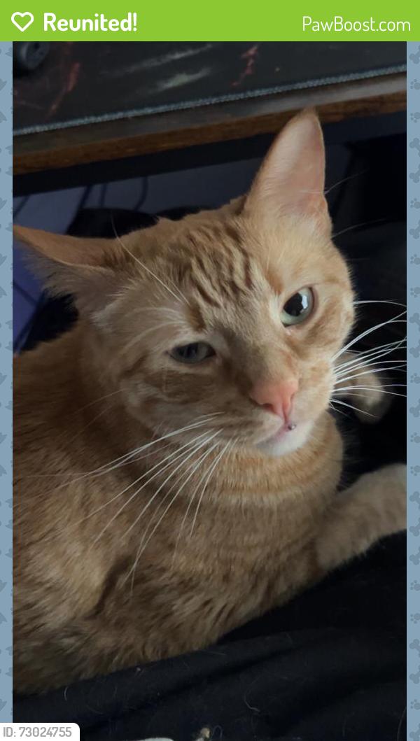 Reunited Male Cat last seen 120th, Northglenn, CO 80241
