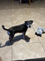 Lost Female Dog last seen Greyrock Dr 78228, San Antonio, TX 78228