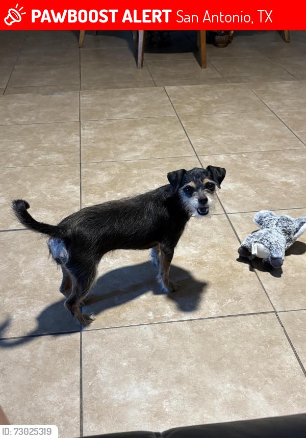 Lost Female Dog last seen Greyrock Dr 78228, San Antonio, TX 78228