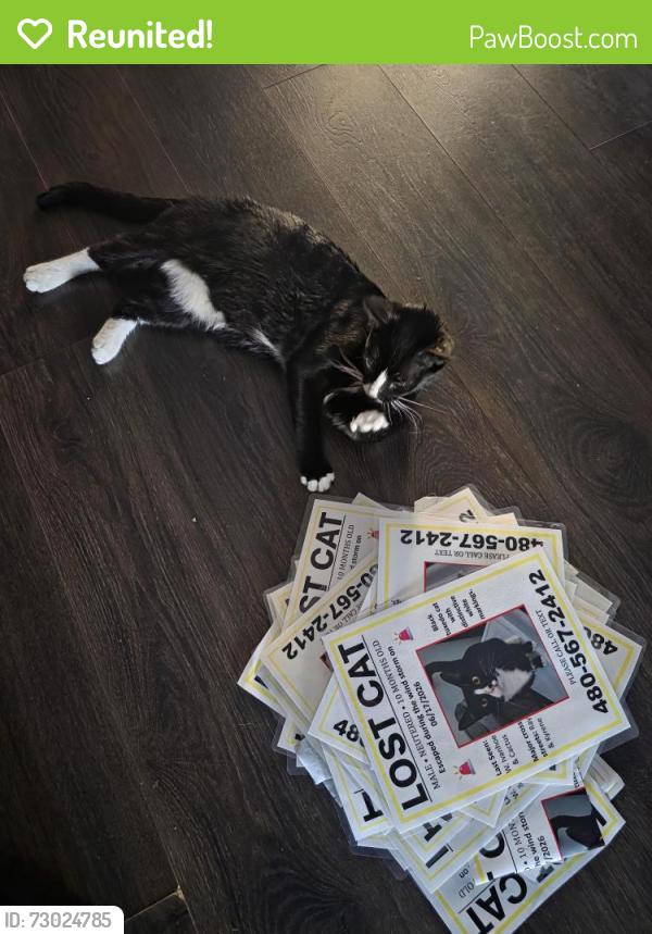 Reunited Male Cat last seen Ray and Kyrene, Chandler, AZ 85226