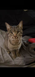 Lost Male Cat last seen Valley dr St. Louis, St. Louis, MO 63137