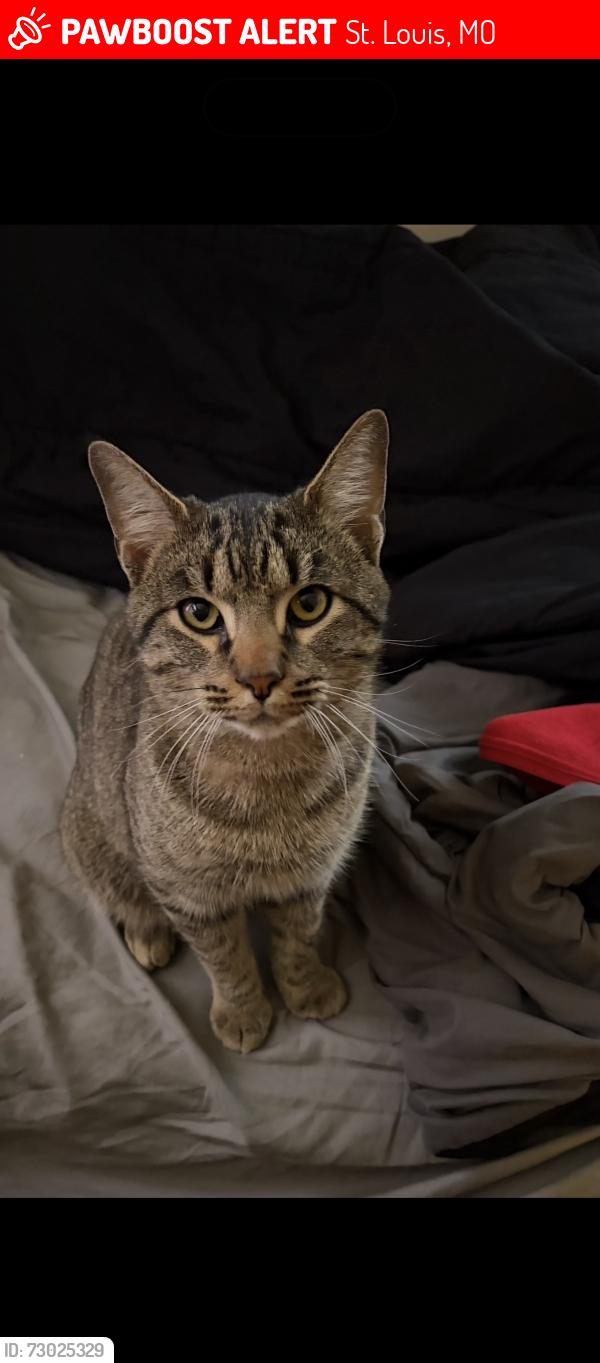 Lost Male Cat last seen Valley dr St. Louis, St. Louis, MO 63137
