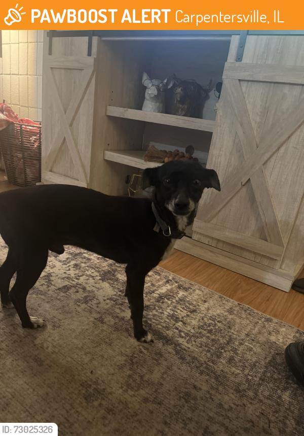Found/Stray Male Dog last seen In Carpentersville Fox view apmts at the park wandering, Carpentersville, IL 60110