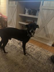 Found/Stray Male Dog last seen In Carpentersville Fox view apmts at the park wandering, Carpentersville, IL 60110