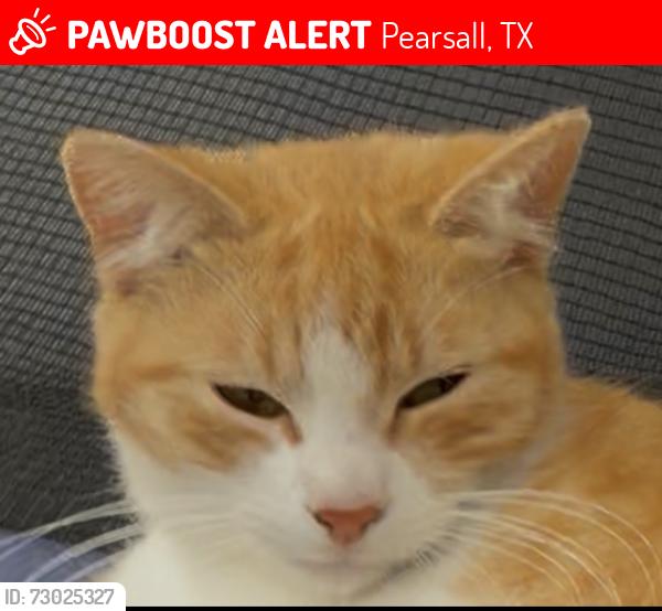 Lost Female Cat last seen Near n vinton st, Pearsall, TX 78061