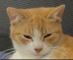 Lost Female Cat last seen Near n vinton st, Pearsall, TX 78061