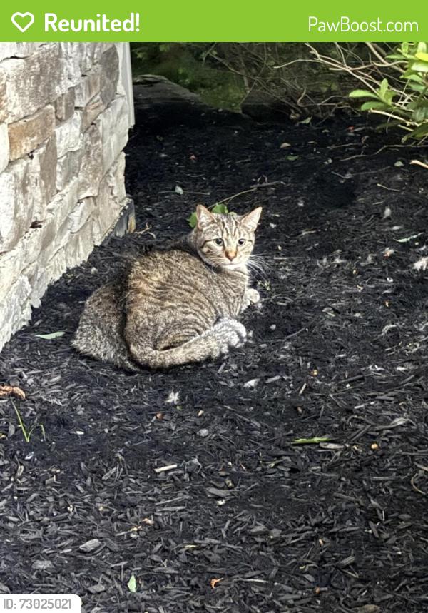 Reunited Female Cat last seen Crown Pointe Drive Stow, Stow, OH 44224