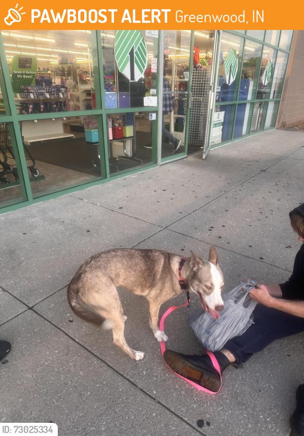 Found/Stray Female Dog last seen us 31 and shelby, Greenwood, IN 46142