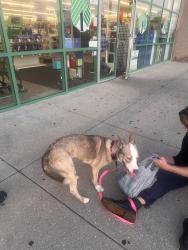 Found/Stray Female Dog last seen us 31 and shelby, Greenwood, IN 46142