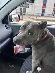 Found/Stray Female Dog last seen Muddy’s Bake Shop, Memphis, TN 38112