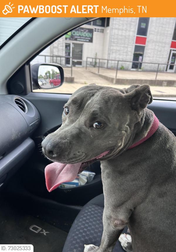 Found/Stray Female Dog last seen Muddy’s Bake Shop, Memphis, TN 38112