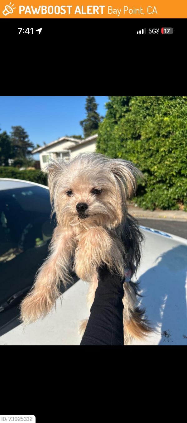 Found/Stray Female Dog last seen Kings ct bay point ca, Bay Point, CA 94565