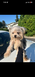 Found/Stray Female Dog last seen Kings ct bay point ca, Bay Point, CA 94565