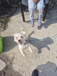 Lost Male Dog last seen Villard st, Milwaukee, WI 53218