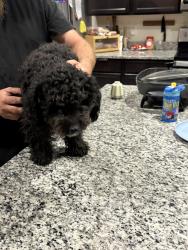 Found/Stray Male Dog last seen Cooper and judd , Florence, AZ 85132