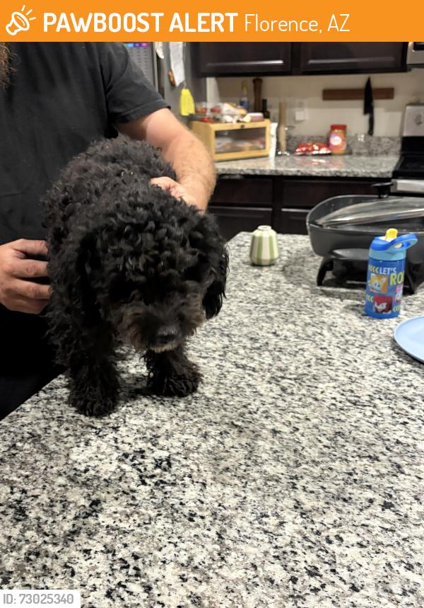 Found/Stray Male Dog last seen Cooper and judd , Florence, AZ 85132