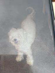 Lost Female Dog last seen  Wyldewood Rd, Durham, NC, Durham, NC 27704