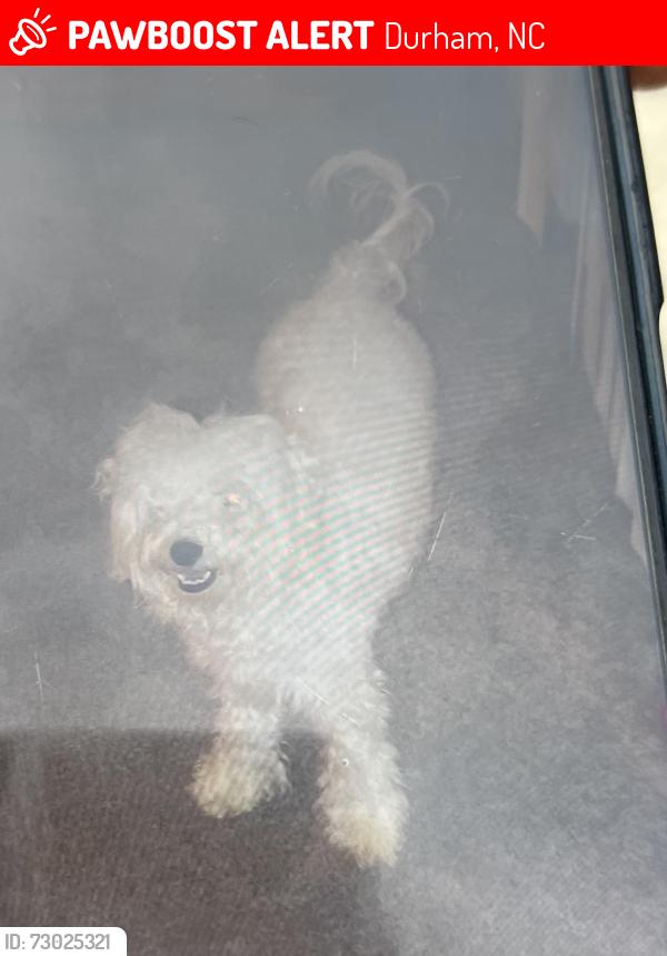 Lost Female Dog last seen  Wyldewood Rd, Durham, NC, Durham, NC 27704