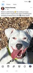 Lost Male Dog last seen 48th street and division , Wyoming, MI 49548