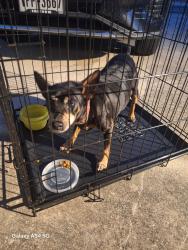 Found/Stray Female Dog last seen Ellison potranco, San Antonio, TX 78245