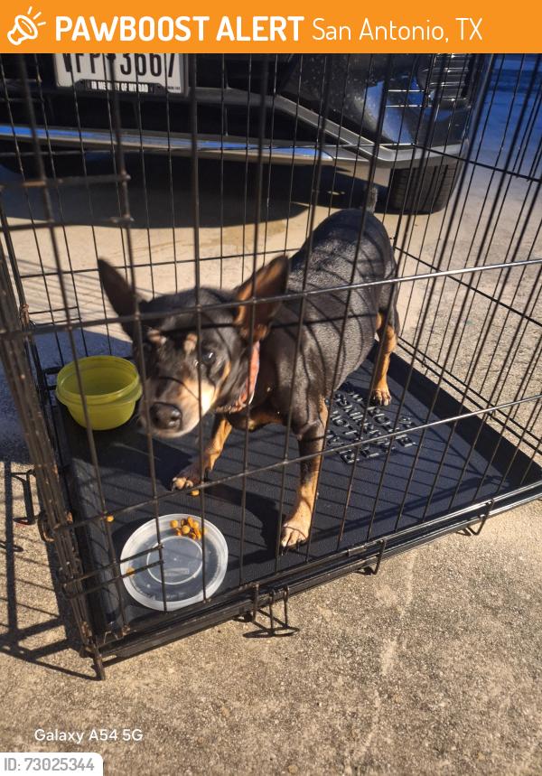 Found/Stray Female Dog last seen Ellison potranco, San Antonio, TX 78245
