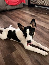 Found/Stray Male Dog last seen Whipsaw Pt, San Antonio, TX 78253
