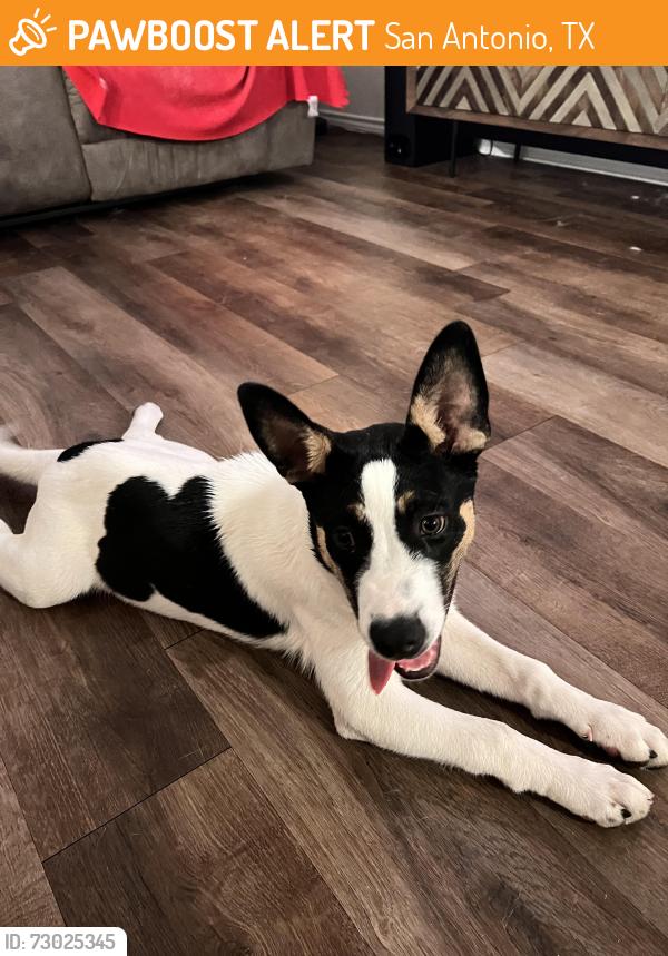 Found/Stray Male Dog last seen Whipsaw Pt, San Antonio, TX 78253