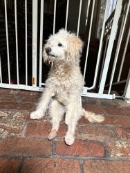 Lost Male Dog last seen Near piedmont cir,Chico ca, Chico, CA 95926