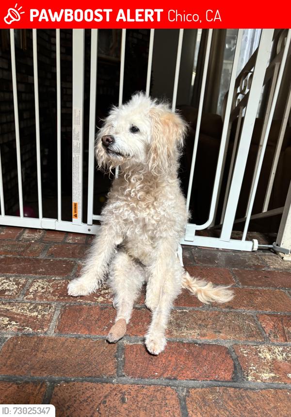 Lost Male Dog last seen Near piedmont cir,Chico ca, Chico, CA 95926