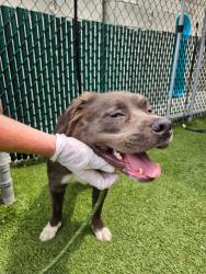Shelter Stray Female Dog last seen Near Faber Street, STATEN ISLAND, NY, 10302, 326 E 110th St, New York, NY 10029, USA