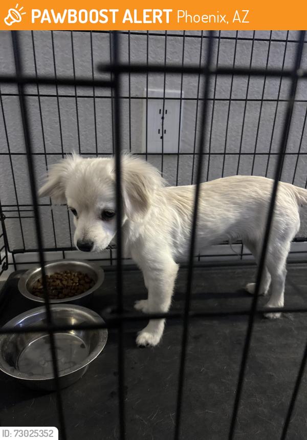 Found/Stray Male Dog last seen Near N 53rd Ln Phoenix, AZ 85031 United States, Phoenix, AZ 85031