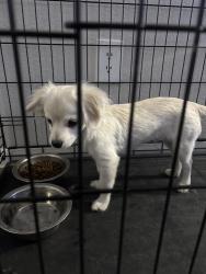 Found/Stray Male Dog last seen Near N 53rd Ln Phoenix, AZ 85031 United States, Phoenix, AZ 85031