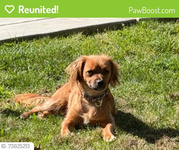 Reunited Male Dog last seen Almaden lake, San Jose, CA 95123
