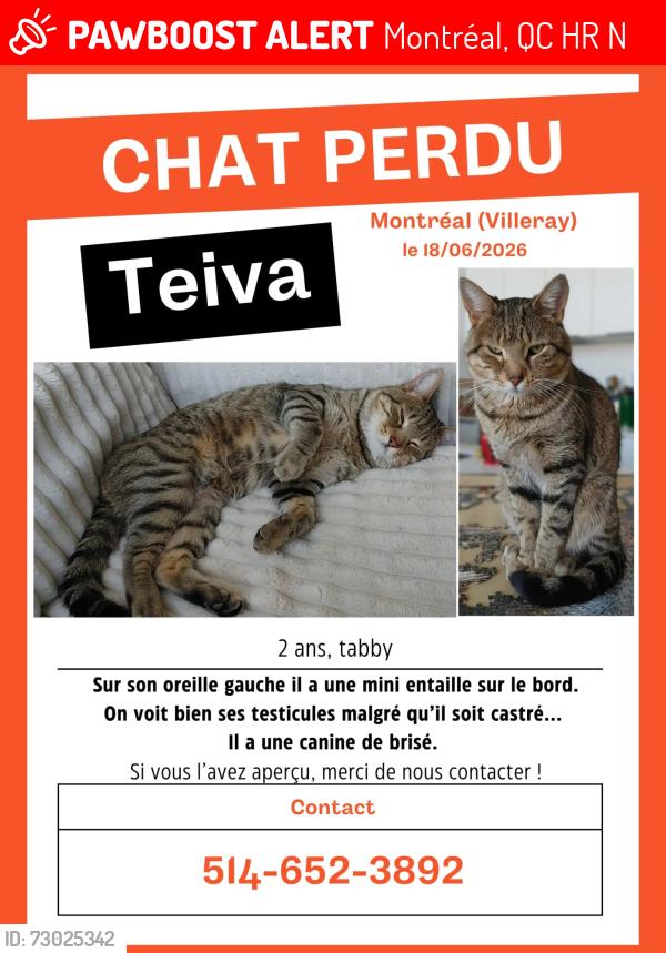 Lost Male Cat last seen Villeray and St-hubert, Montréal, QC H2R 2N7