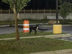 Found/Stray Unknown Dog last seen Wandering Near Tesla Chargers, Lumberton, NC 28358