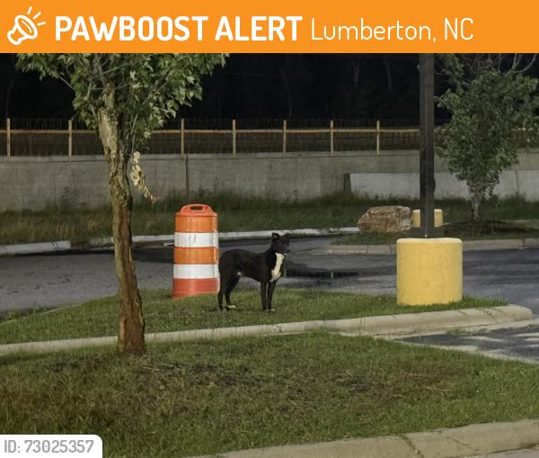 Found/Stray Unknown Dog last seen Wandering Near Tesla Chargers, Lumberton, NC 28358