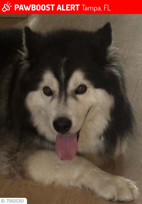 Lost Male Dog last seen Les Mills park sligh ave and 56th street tampa, Tampa, FL 33617