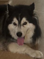 Lost Male Dog last seen Les Mills park sligh ave and 56th street tampa, Tampa, FL 33617