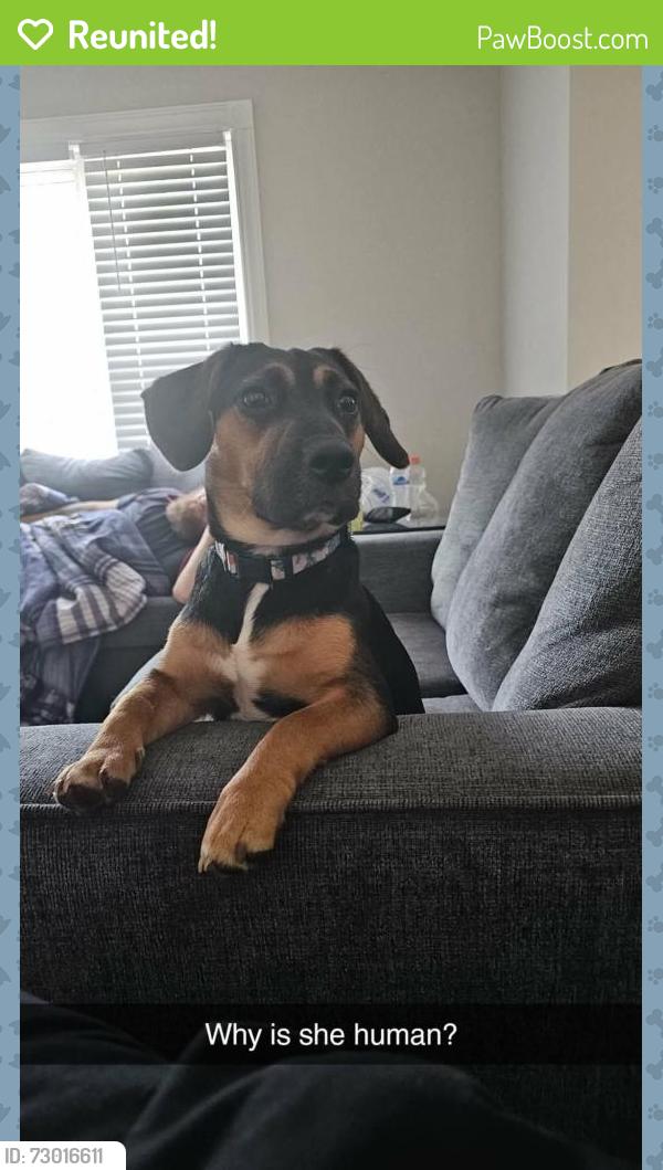 Reunited Female Dog last seen East Johnson Street and ivey lake, Temple, GA 30179