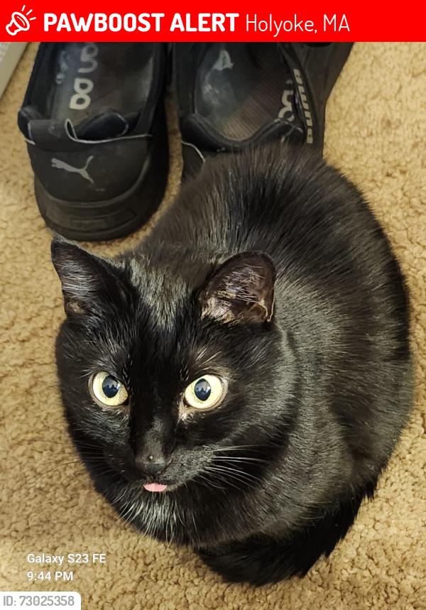 Lost Female Cat last seen lincoln st, Holyoke, MA 01040