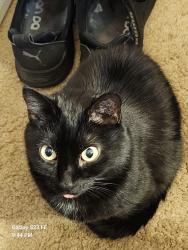 Lost Female Cat last seen lincoln st, Holyoke, MA 01040