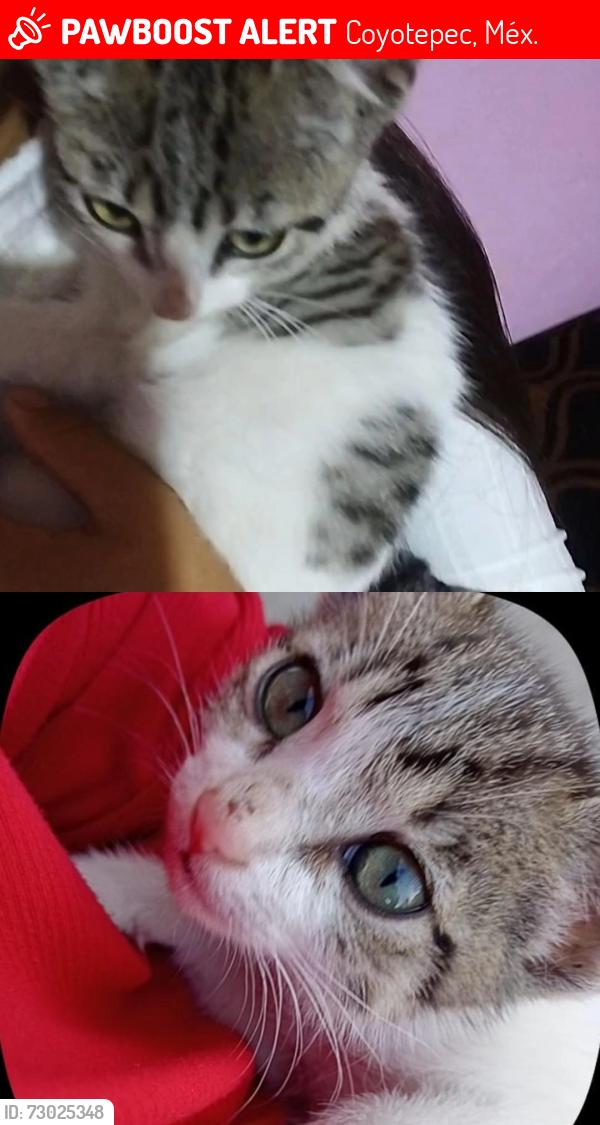 Lost Female Cat last seen entre la comandancia hacia el 3 b de la renda , Coyotepec, Méx. 