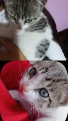 Lost Female Cat last seen entre la comandancia hacia el 3 b de la renda , Coyotepec, Méx. 